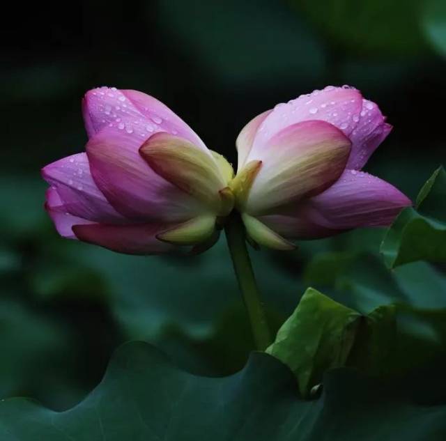 圆明风光 花开并蒂"荷"你有约