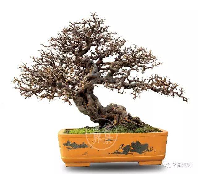 最美的100盆雀梅盆景(建议收藏)