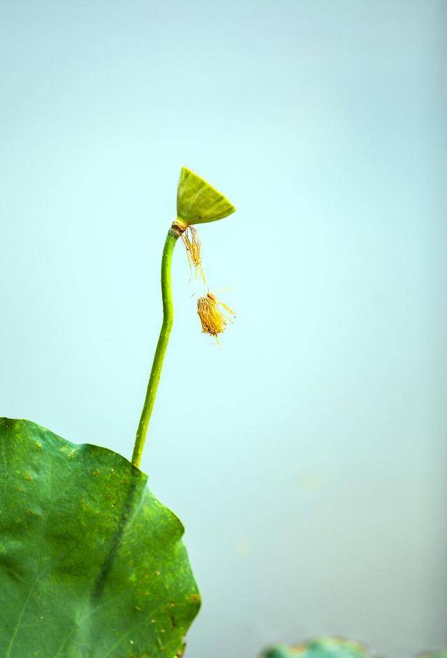 花卉摄影:赏荷听雨自清凉