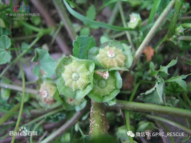 【户外知识】中国常见野菜及其食用-(109)冬寒菜