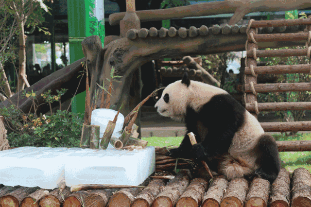 而且大熊猫是名副其实的吃货,一天10-12个小时都在吃竹子,吃饱了才会