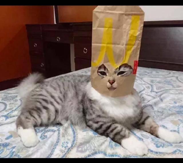 网友用食物袋子,给猫咪做了一个头套,看到它的样子忍不住笑了!