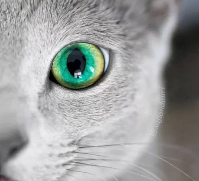网友的两只俄罗斯蓝猫,眼睛美得像绿宝石,看一眼立马爱上.