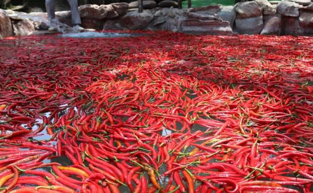 湖南永顺不二门吃辣椒比赛,冠军泡温泉辣椒池1分钟狂吞10个