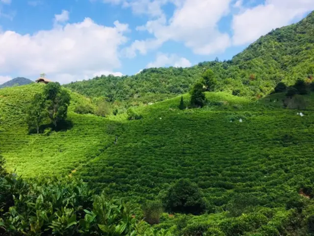 盛夏茶会雅集 一盏清韵,恬谧淡叙天佑中学八六(三)班同窗谊