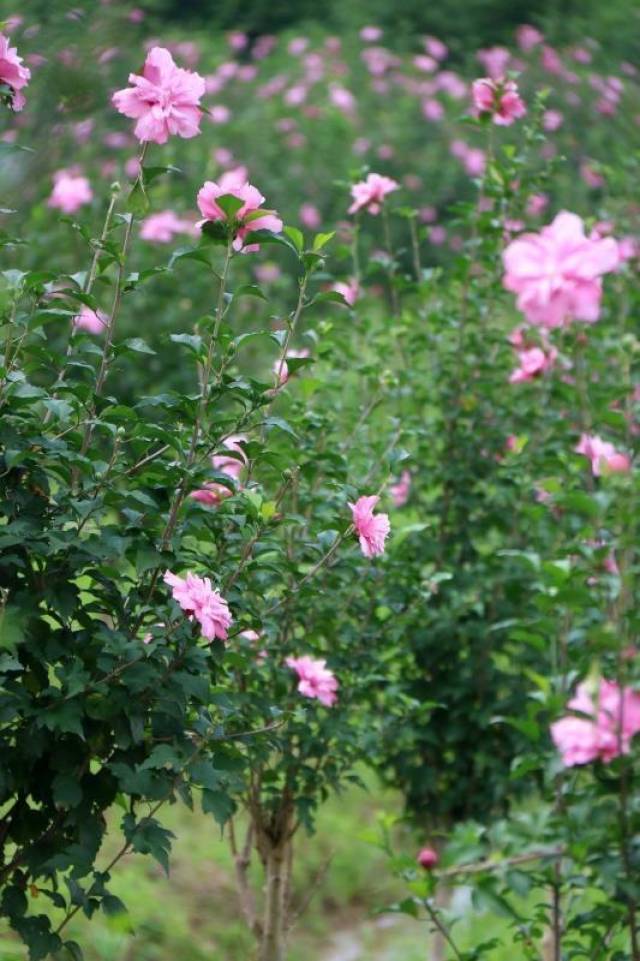 在农村这种花最常见,却是韩国国花,80后小时候的你见过吗?