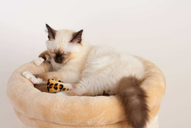 家里母猫会在什么时候开始发情,有哪些表现