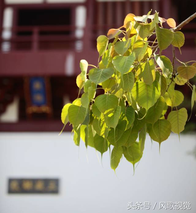 三亚南山寺得大自在的禅意:一树一世界,一叶一菩提图片