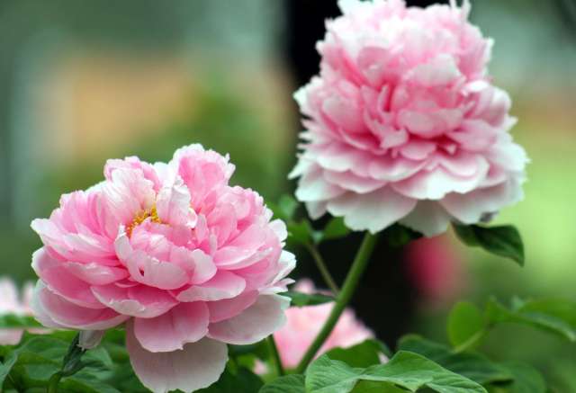 它们被称为中国的四大国花,分别代表了春夏秋冬,你都认识么