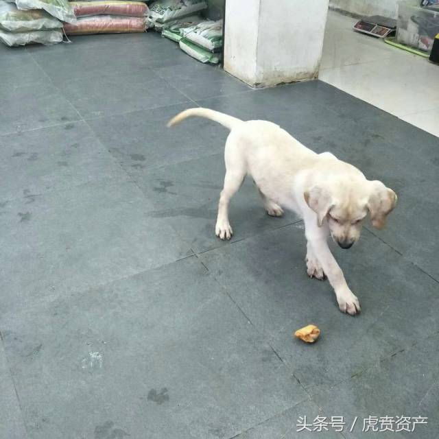 三个月大的拉布拉多犬终于找到了新家!