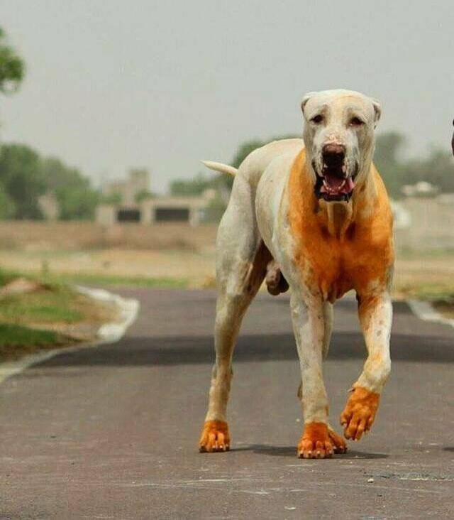 终极杀戮机器库达犬,猛犬中的战斗犬!