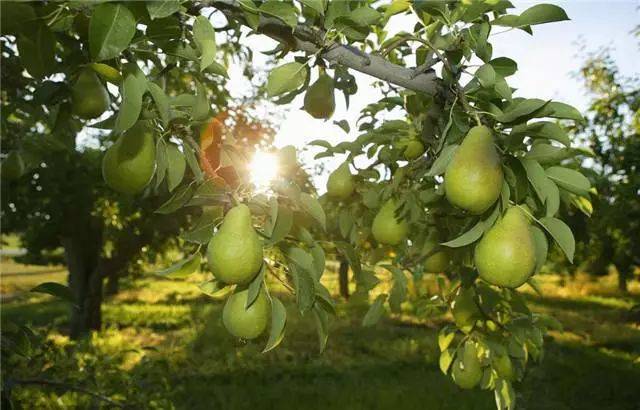 六,苹果与梨混栽:苹果和梨混栽,共患锈果病害,但梨树只带不表现