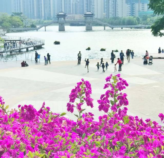 《掌阅惠州》市花三角梅 烂漫绽鹅城