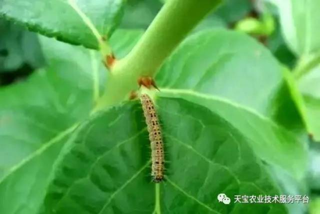 蓝莓高清虫害图谱!(值得收藏)