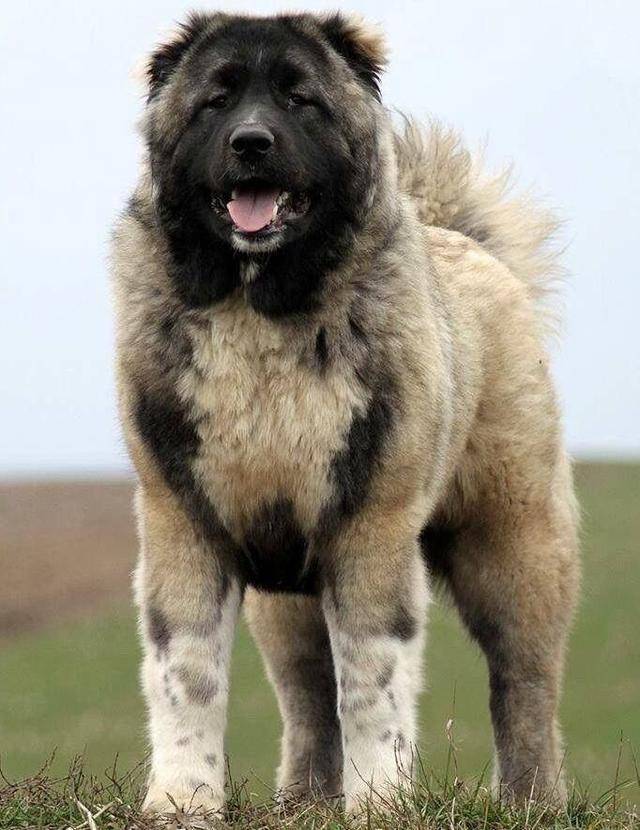 高加索犬不要一味的追求"凶猛,一旦凶狠起来,后果很严重