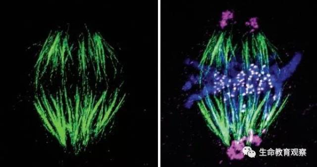 来自雄性和雌性(精子和卵子)的染色体在不同的纺锤体上被分开