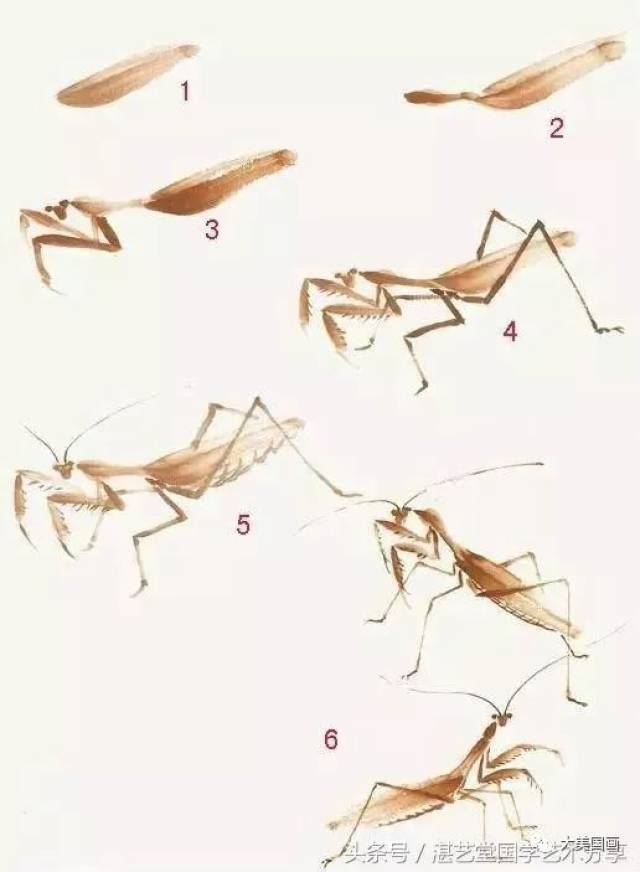 7.不同姿态的蚱蜢的画法 螳螂 1.