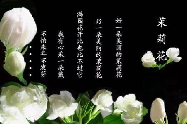 《茉莉花》 小提琴:吕思清 器乐合奏:"金字塔"组合(比利时) 来源