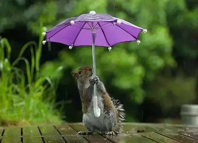 一把小雨伞撑起了一片天!