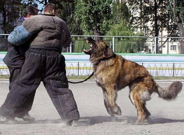 高加索犬不要一味的追求"凶猛",一旦凶狠起来,后果很严重