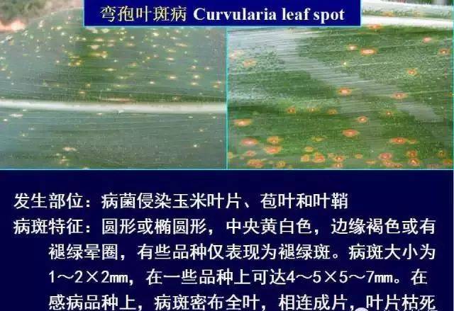 玉米常见病虫害防治方法大汇总!