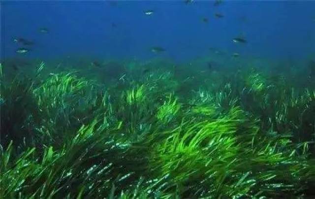 重磅| 珠江口最大海草床受威胁!甚至占生态红线区!