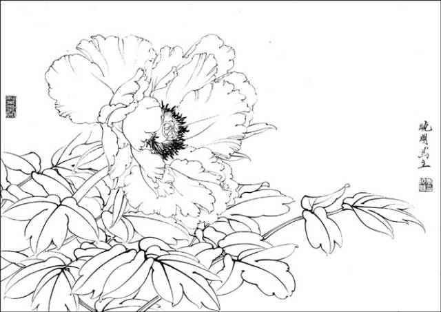 百花白描画稿,赶紧收藏了!