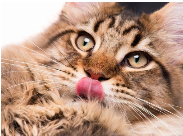 家里母猫会在什么时候开始发情,有哪些表现