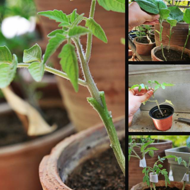 将番茄苗嫁接到土豆上,几个月后就能收获两种不同的蔬果!