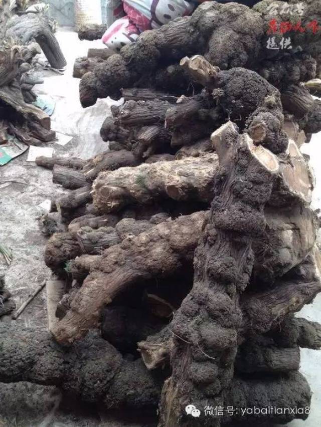 而这种手串所使用的材料一般为土柏 坡柏的瘤子制作出来的,小编称它