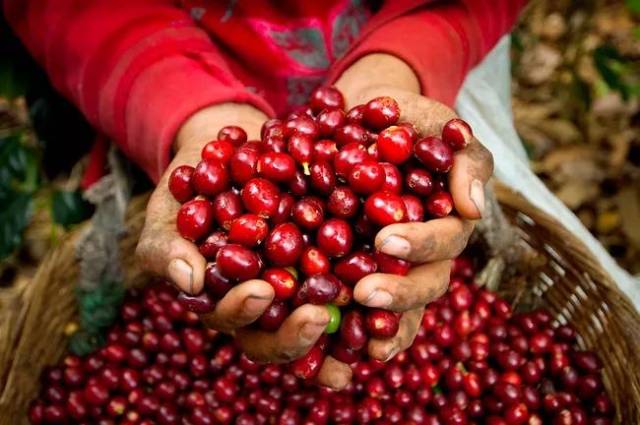 什么是红樱桃计划? 最精准的埃塞俄比亚咖啡