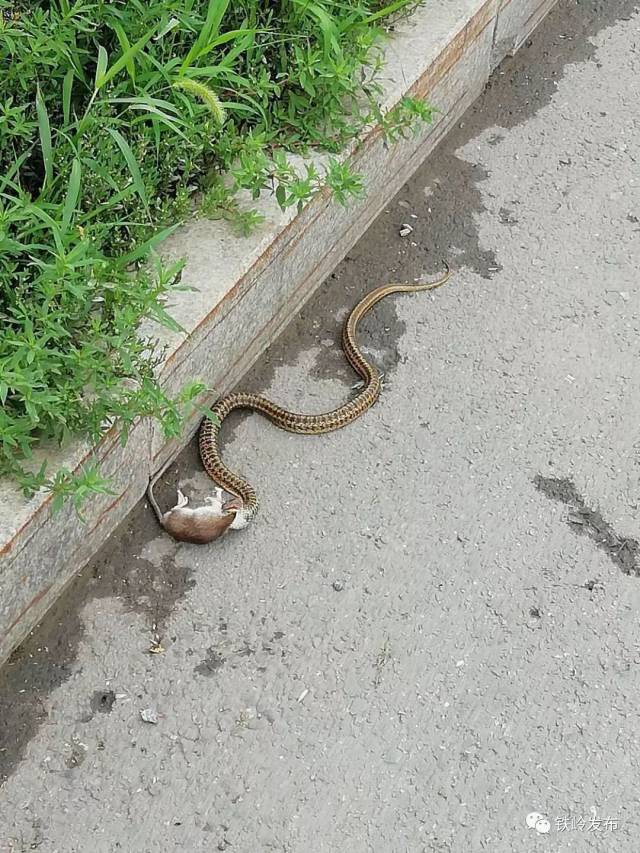 一条半米多长,拇指粗的蛇将一只10厘米长的老鼠活活吞吃掉,市民邱先生