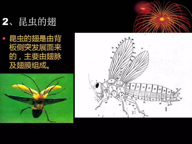 史上最强,最全,高清昆虫图谱资料 (建议收藏学习)