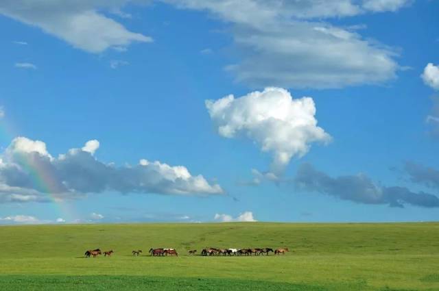蓝天白云,绿草如茵,马儿觅食.