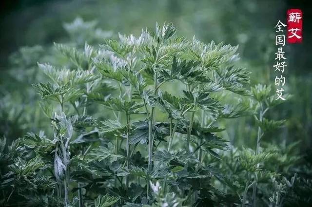 每年的端午时节,蕲春人都会忙着收割艾草.