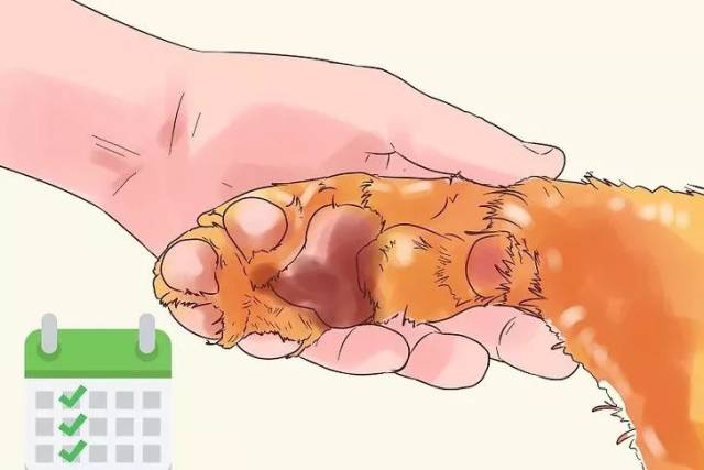 可把肉垫泡冷水里,再擦干 涂点兽用抗生药,再包扎起来 就只能请专业