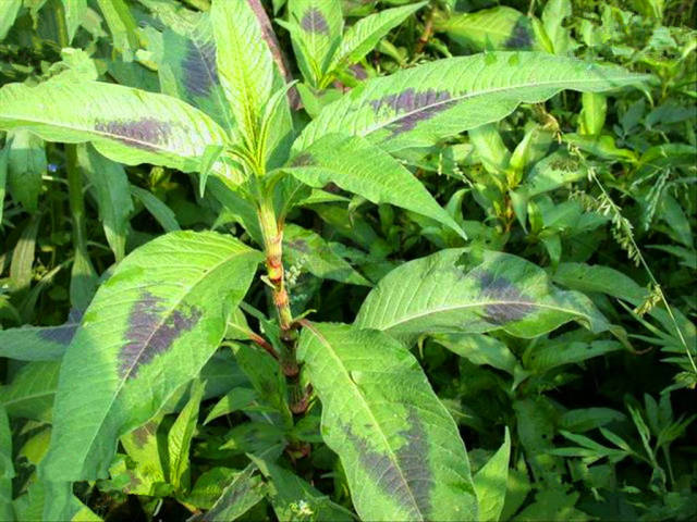 农村这种常见的野生植物,农民以前用来喂猪,如今却上餐桌成美味