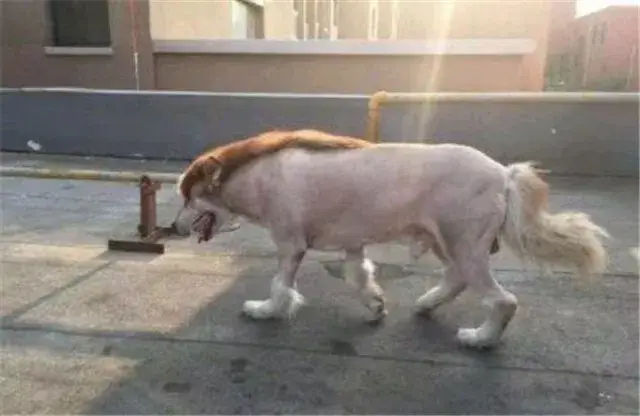 是剪毛还是哗众取宠,别再坑你家狗了