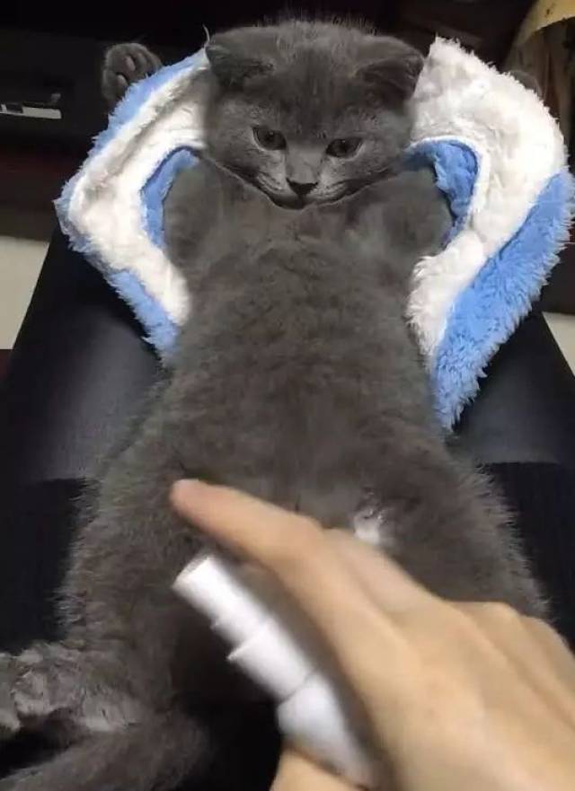 蓝猫患猫藓,主人给它抹药,"大"字躺倒的姿势令人笑出声
