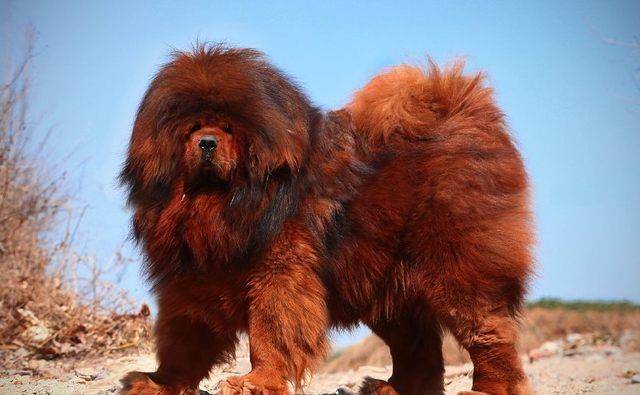 藏獒的排名_中国藏獒十大獒王排名