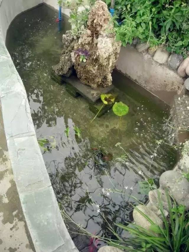 阳台鱼池这样装就对了,这是我见过最详细的最漂亮的鱼池!