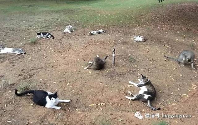 猫猫教的入教仪式