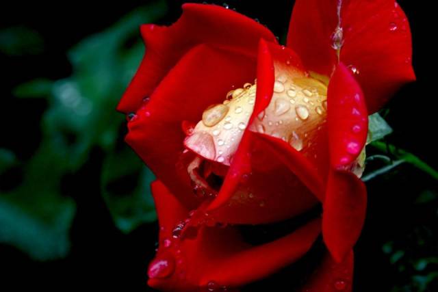 养月季看好这几点(图1) 养月季看好这几点(图1)