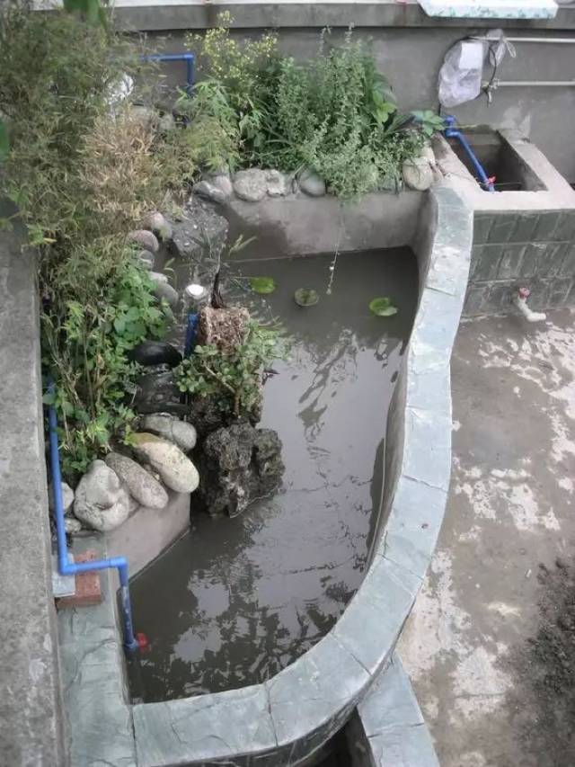 阳台鱼池这样装就对了,这是我见过最详细的最漂亮的鱼池!