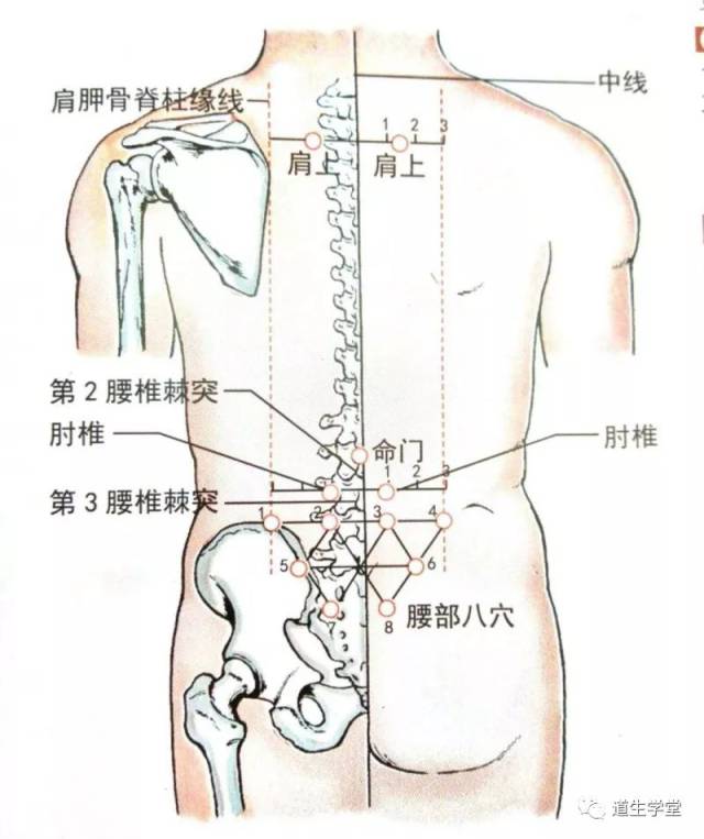 针4~6分.灸3~7壮.主治肩凝,咽喉炎,齿神经痛;亦治肩胛部神经痛或麻痹.