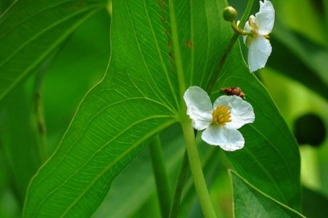 茨菰花语:幸福,纯洁茨菰为泽泻科,慈菇属,多年生宿根性水生草本植物