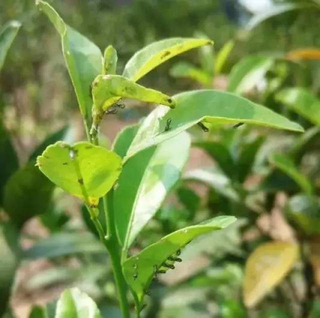 柑橘木虱是黄龙病传播的唯一昆虫媒介 防治木虱是治理黄龙病的关键.