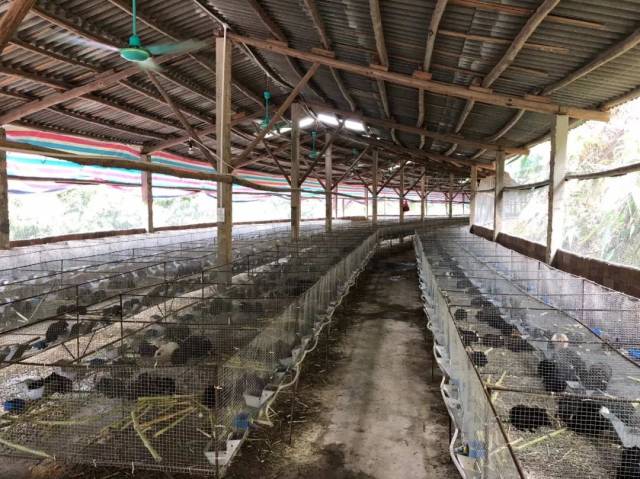 【打造云浮乡村振兴示范村系列报道】康任村: