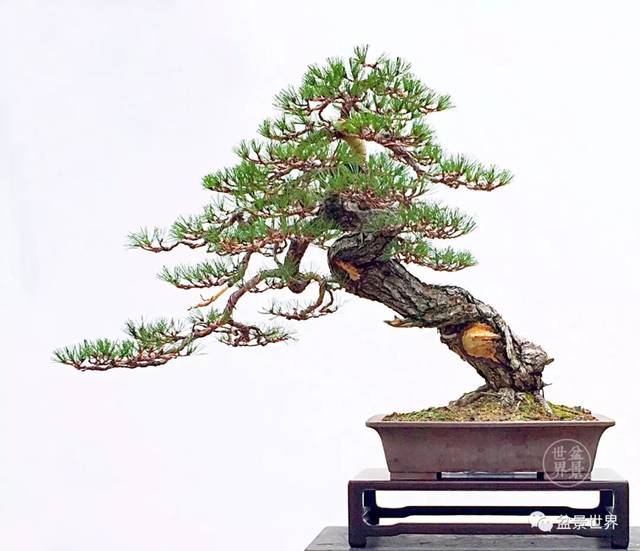 黄敖训大师松树作品清赏