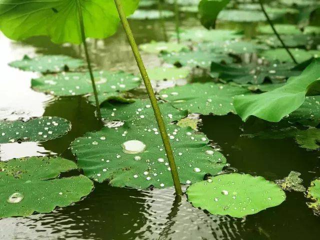 雨后翠湖,来体验大自然的"花式小清新"